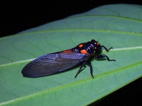 Huechys sanguinae